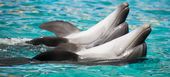 Le meilleur parc marin et delphinarium de la Costa del Sol