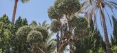 Villa de luxe à louer à Golden Mile Marbella