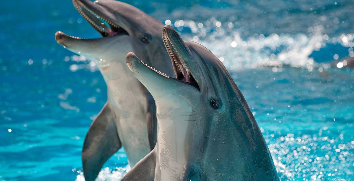 El mejor parque marino y delfinario de la Costa del Sol.