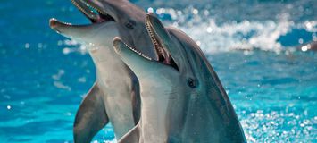 Le meilleur parc marin et delphinarium de la Costa del Sol