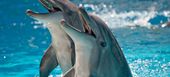 The best marine park and dolphinarium in Costa del Sol