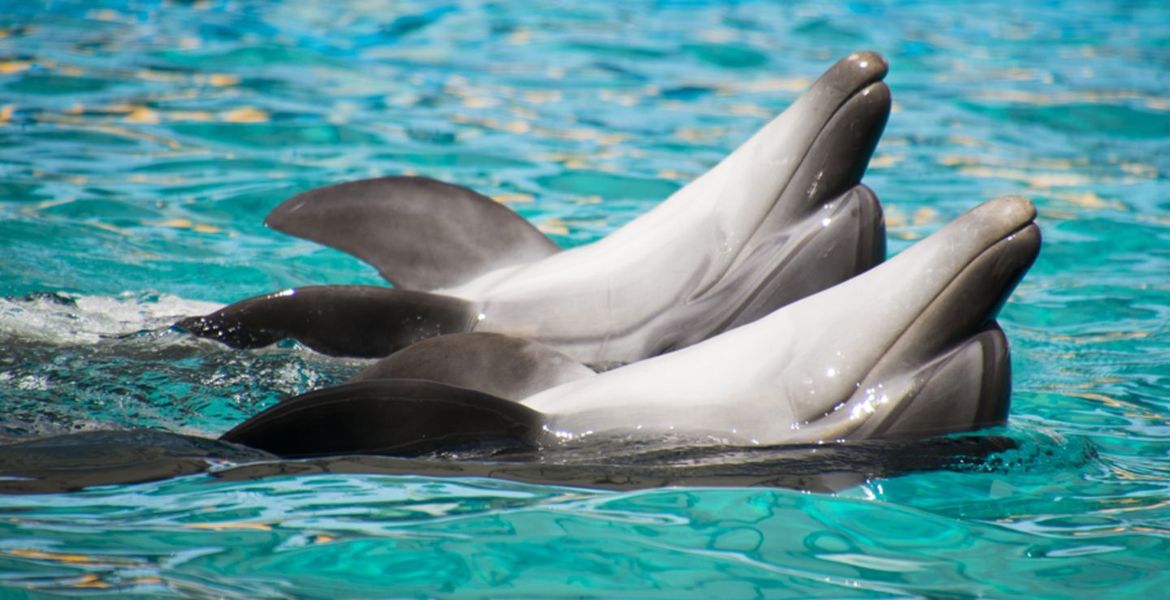 The best marine park and dolphinarium in Costa del Sol