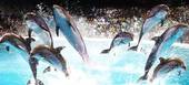 The best marine park and dolphinarium in Costa del Sol