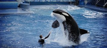 Le meilleur parc marin et delphinarium de la Costa del Sol