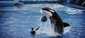 The best marine park and dolphinarium in Costa del Sol